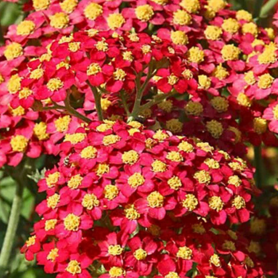 Achillée millefolium paprika - 50/60 cm godet de 8 cm - rouge