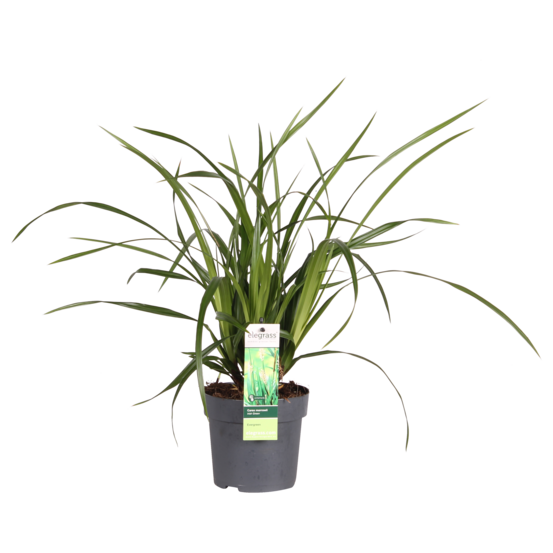 Carex morrowii irish vert - h30-40 cm - ø14-19 cm