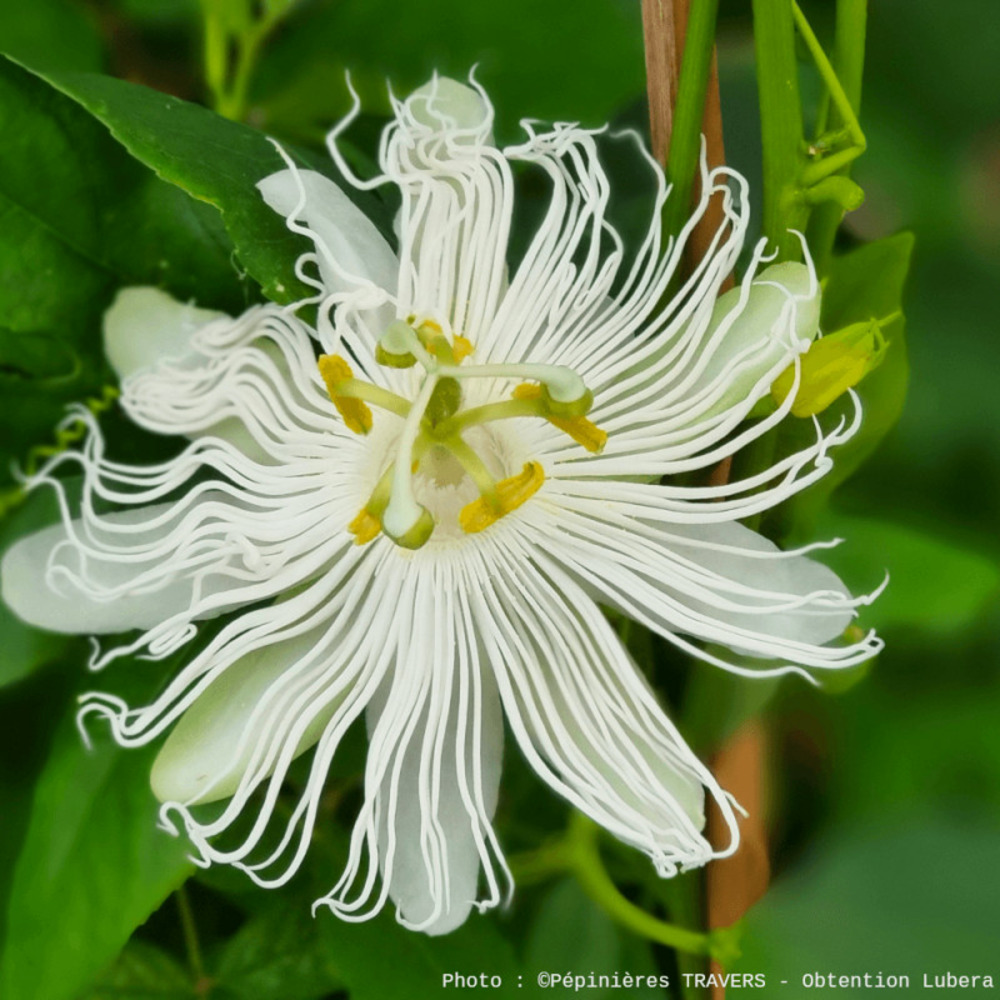 Passiflore à fruits cooltropics® snowstar® pot de 1,5l _ tuteur bambou 30/60 cm