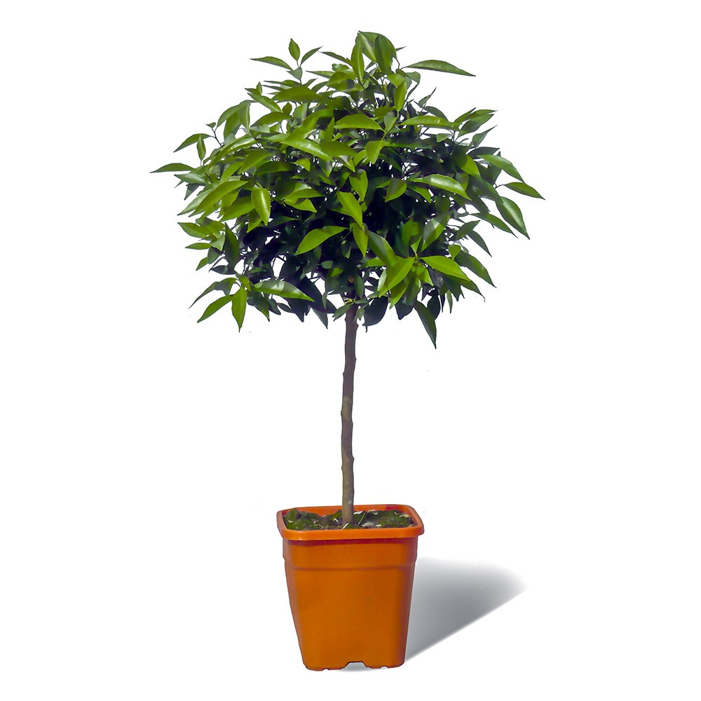 Mandarinier satsuma bio "citrus unshiu" tailles:pot de 3 litres, hauteur 30/40 cm