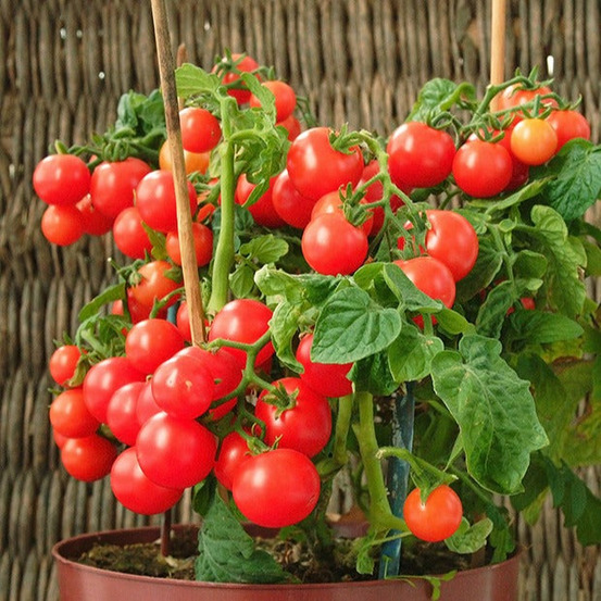 Tomate-cerise pour pot minibel, le sachet / 0.2g / ±125 graines