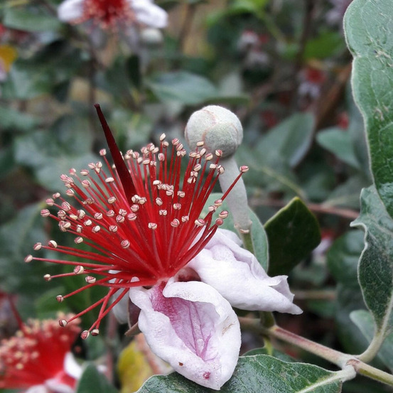 Goyavier du brésil, acca, feijoa pot de 3l - 40/60 cm