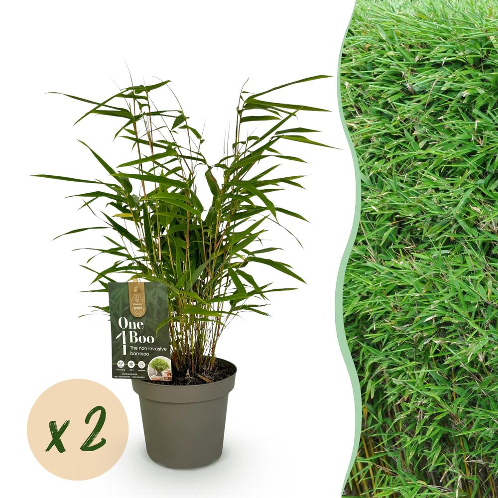 Bambou fargesia rufa - lot de 2 - pot 14 cm - hauteur 35 cm