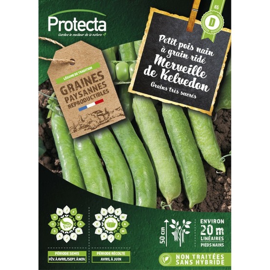 Graines paysannes - pois nain à grain ridé merveille de kelvedon