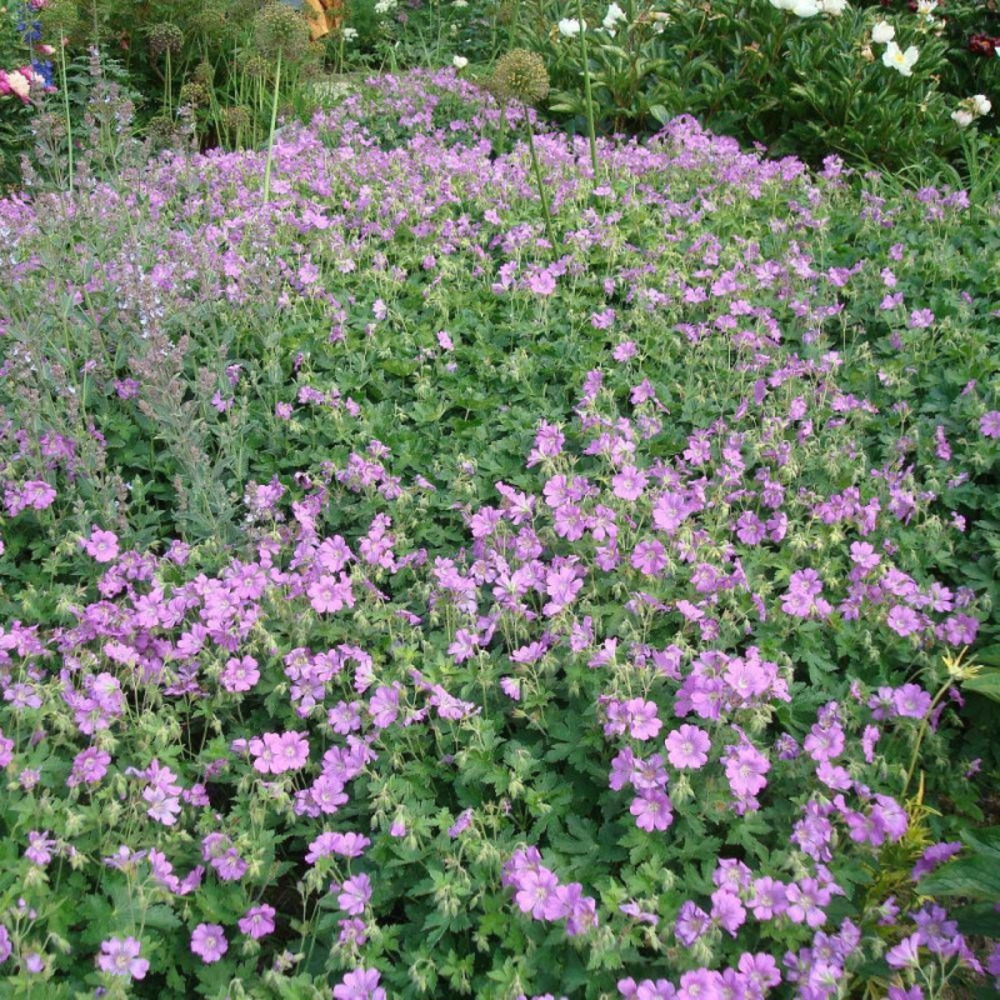 Géranium vivace sirak lot de 9 godets