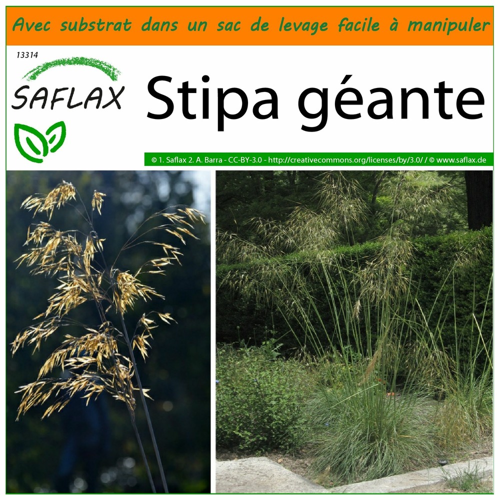 Garden in the bag - stipa géante - 10 graines - stipa gigantea