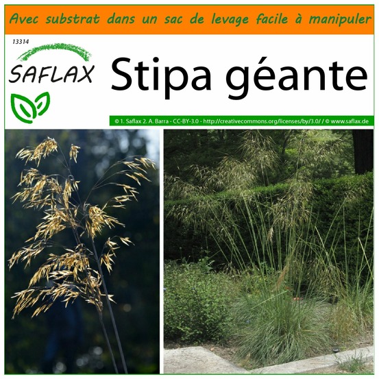 Garden in the bag - stipa géante - 10 graines - stipa gigantea