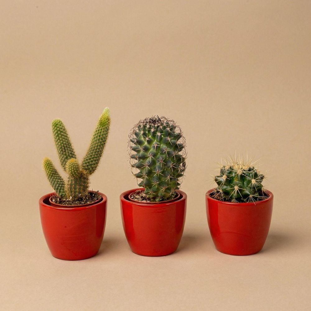 Cactussen set de 3 avec rouge mini-pot - mix van levende cactussen - ↑ 8-12 cm - plantes d'intérieur