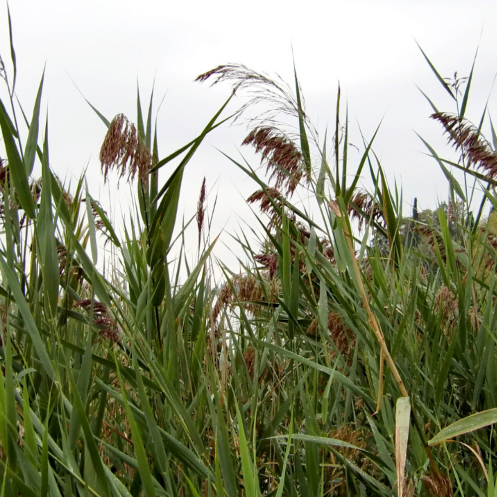Roseau de chine kleine silberspinne - miscanthus sinensis kleine silberspinne 80 cm pot 3l