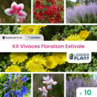 Kit vivaces floraison estivale - 7 variétés - lot de 10 godets