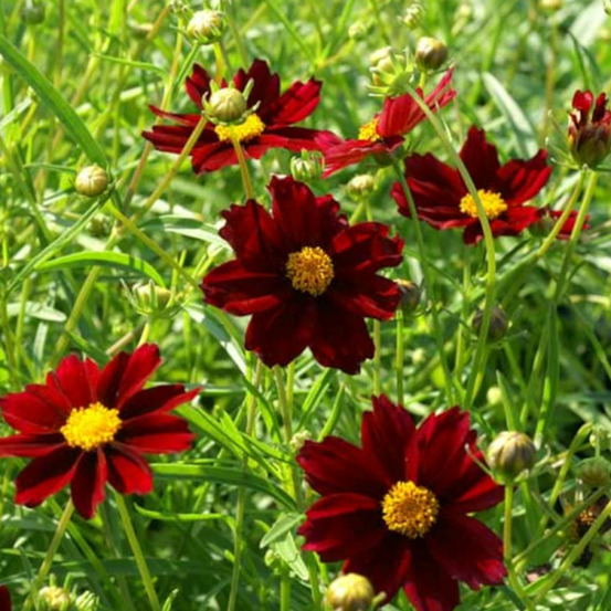 Coréopsis mercury rising® lot de 3 godets
