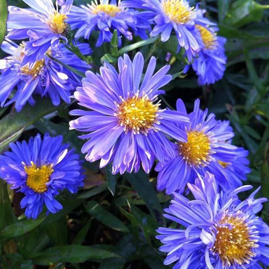Aster grand d'automne 'marie ballard' pot de 2l/3l