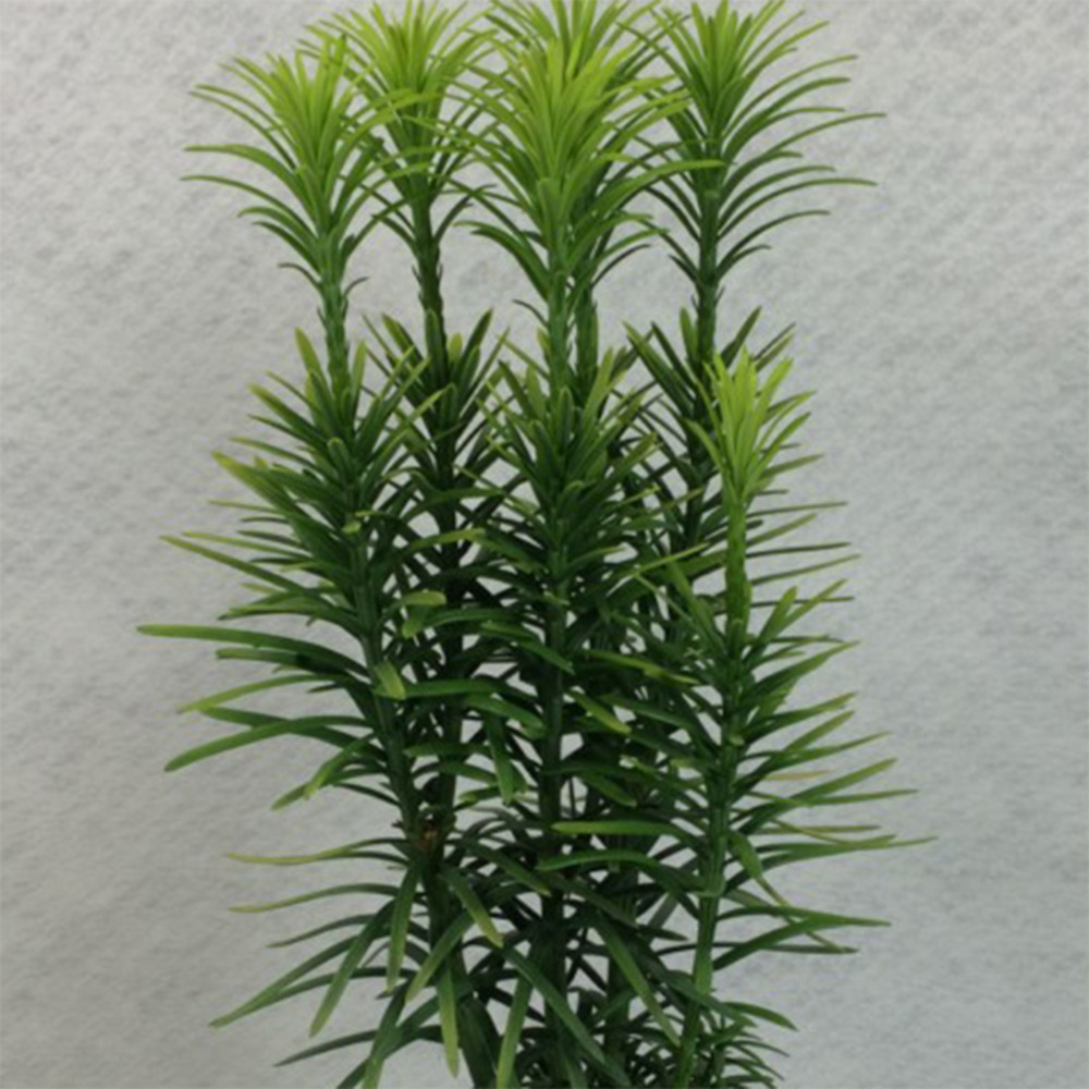 Cephalotaxus harringtonia 'korean gold' pot de 2l/3l
