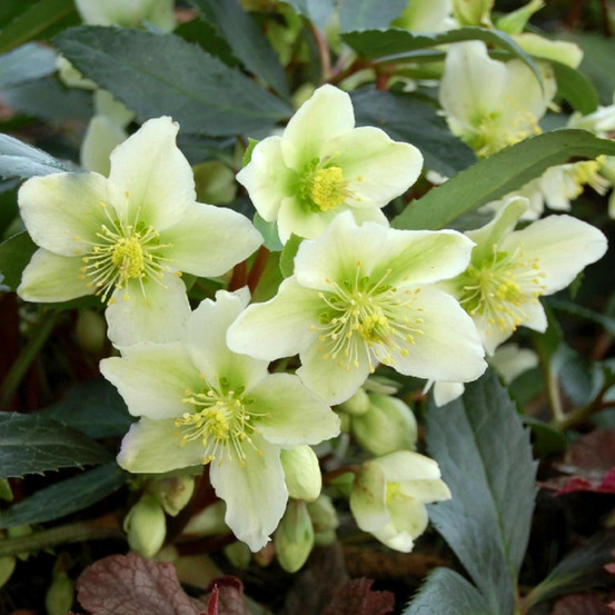 Hellébore honeyhill joy lot de 9 godets