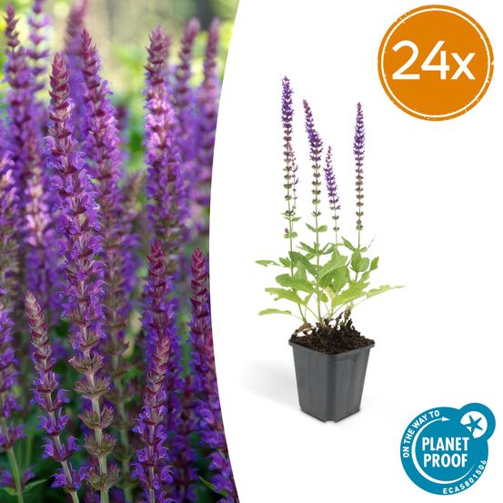 Lot de 24 - salvia nem. 'ostfriesland' - h10-25 cm