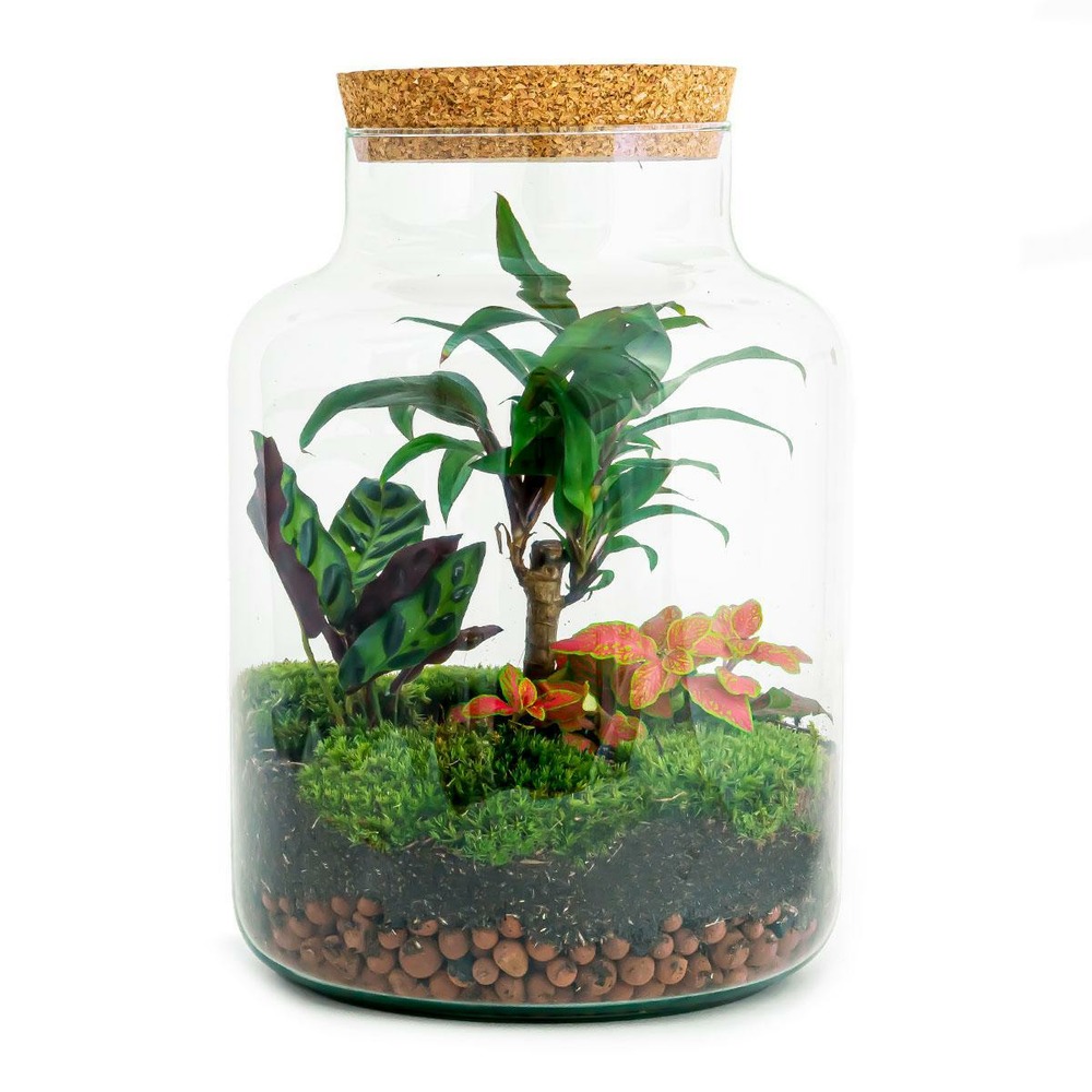 Lot de 3 - kit terrarium - h30 cm - ø21 cm