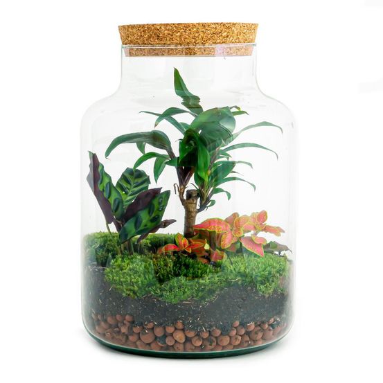 Lot de 3 - kit terrarium - h30 cm - ø21 cm