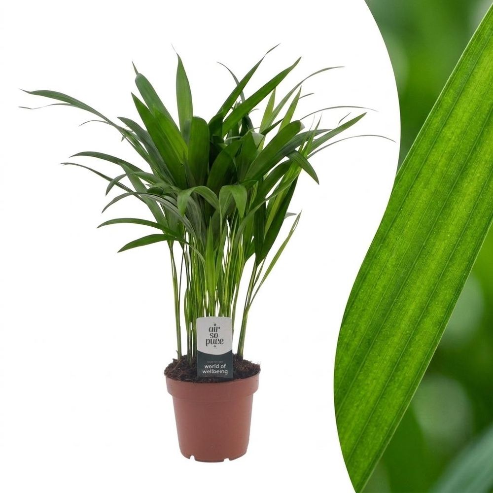 Areca lutescens - palmier areca - pot ø12 cm, h 45 cm