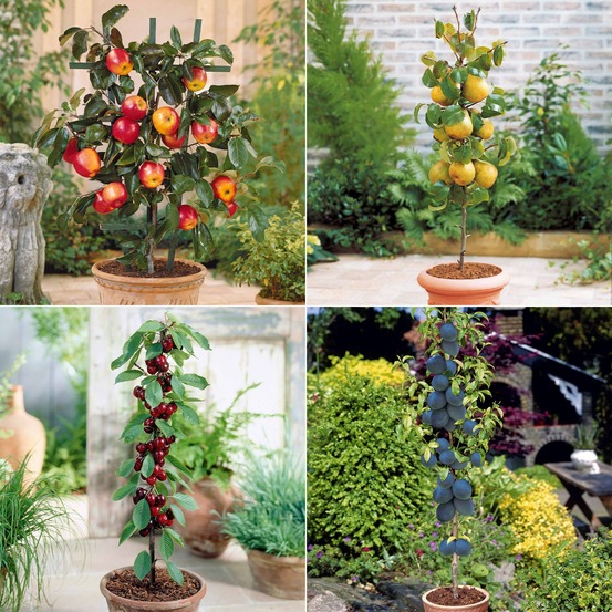 Collection de 4 mini-fruitiers d'été - les 4 pots / ø 9cm / hauteur livrée environ 30cm