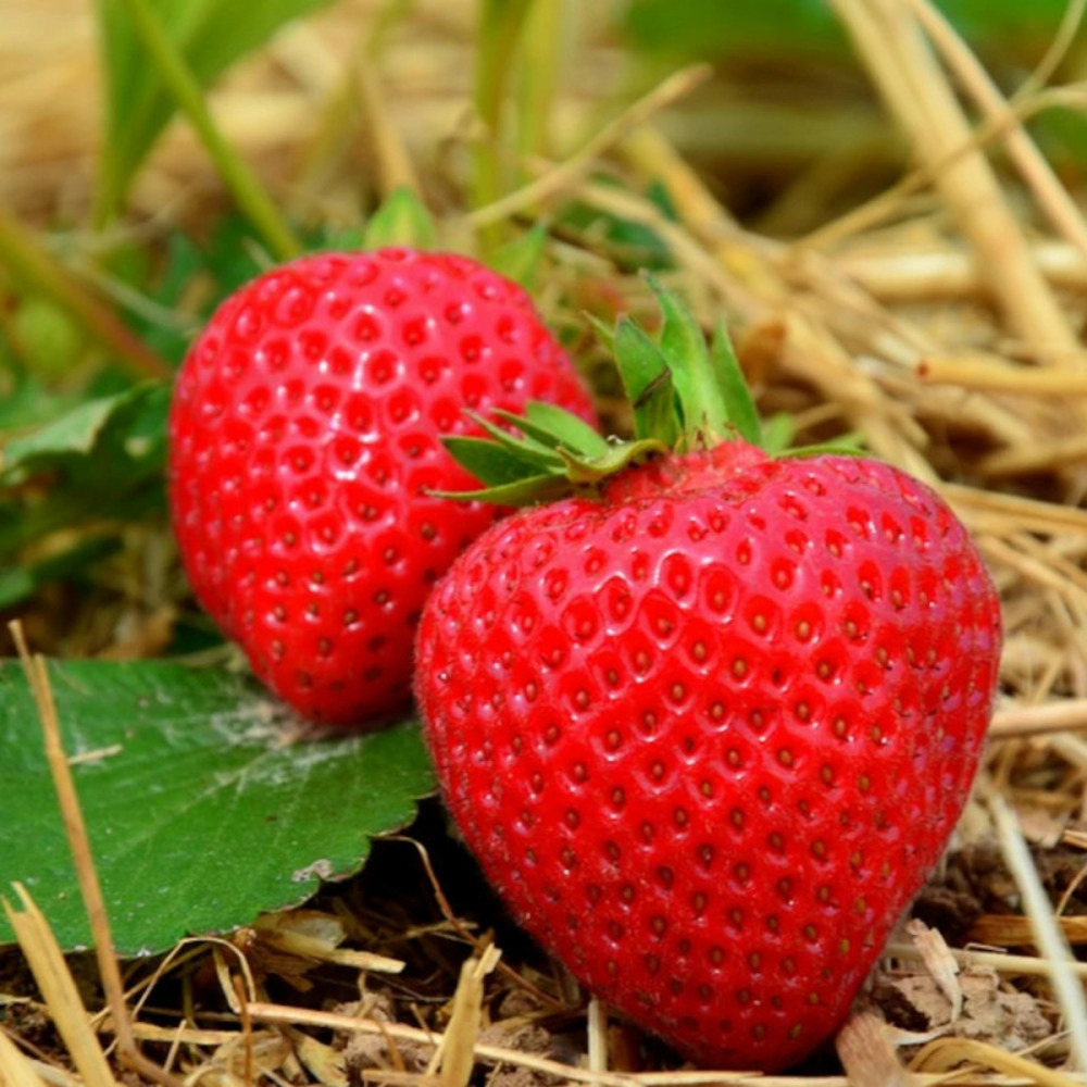 Plant de fraisier ostara barquette de 6 godets