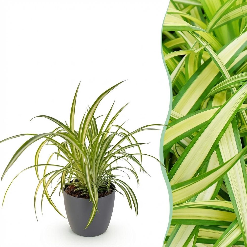 Chlorophytum comosum variegatum - pet-friendly - plante araignée - pot de 12cm - hauteur 20-30cm - plantes d'intérieur