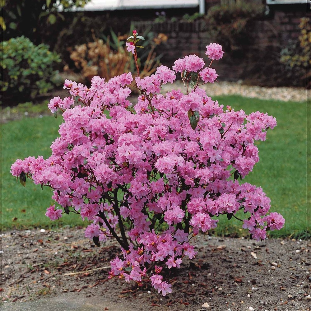 Rhododendron précoce - le pot / ø 12cm / hauteur livrée 20-30cm