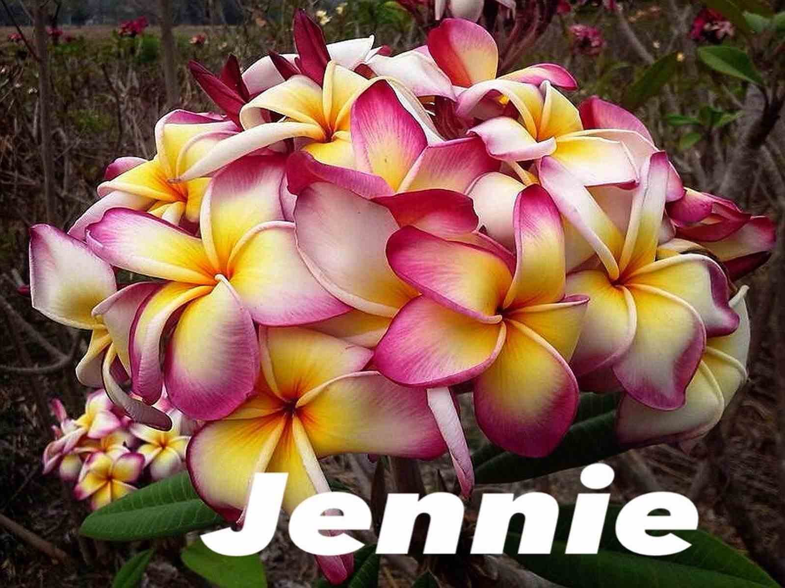 Plumeria rubra "jennie" (frangipanier) taille pot de 2 litres ? 20/30 cm -   blanc/jaune/rose