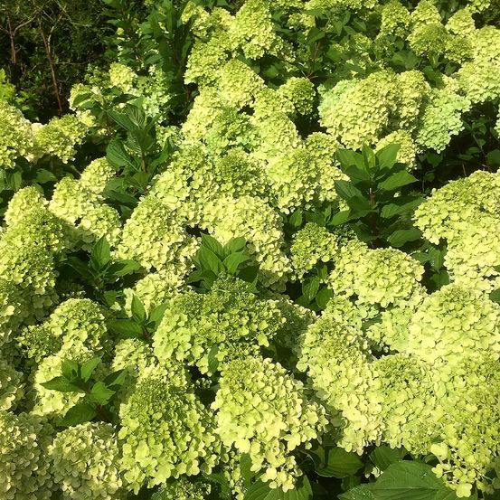 Hortensia paniculé 'mojito' godet de 8/9 cm