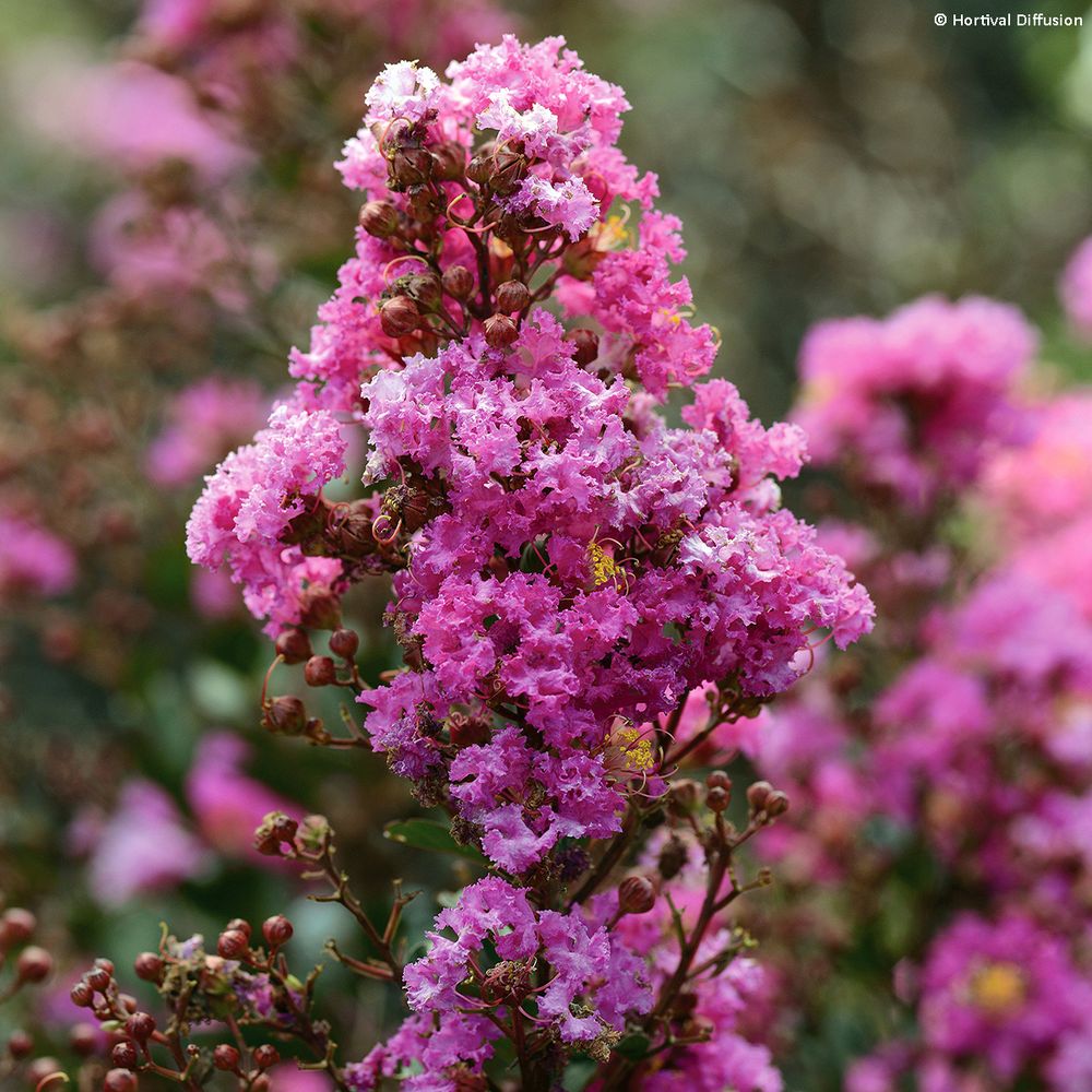 Lilas des indes 'enduring lavender' pot de 7,5l/10l