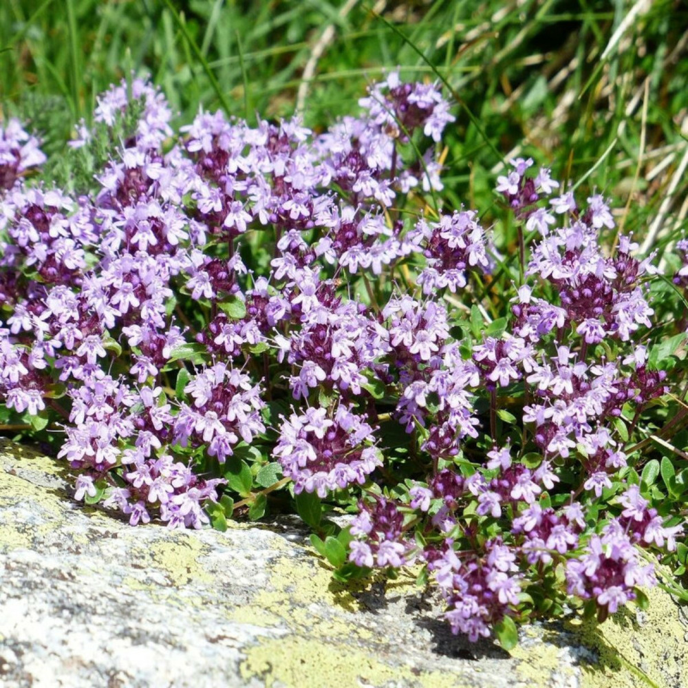 Thym cumin, thym corse herba-barona godet - 5/20 cm