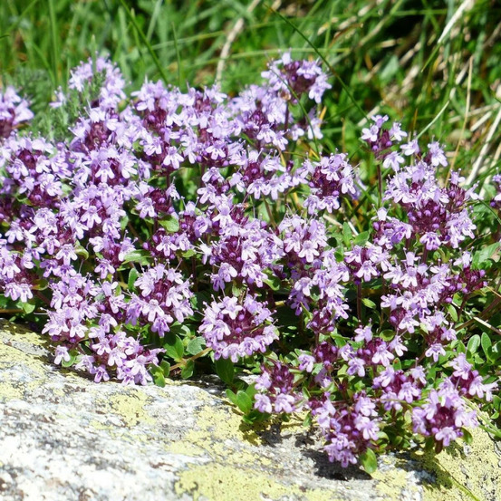 Thym cumin, thym corse herba-barona godet - 5/20 cm
