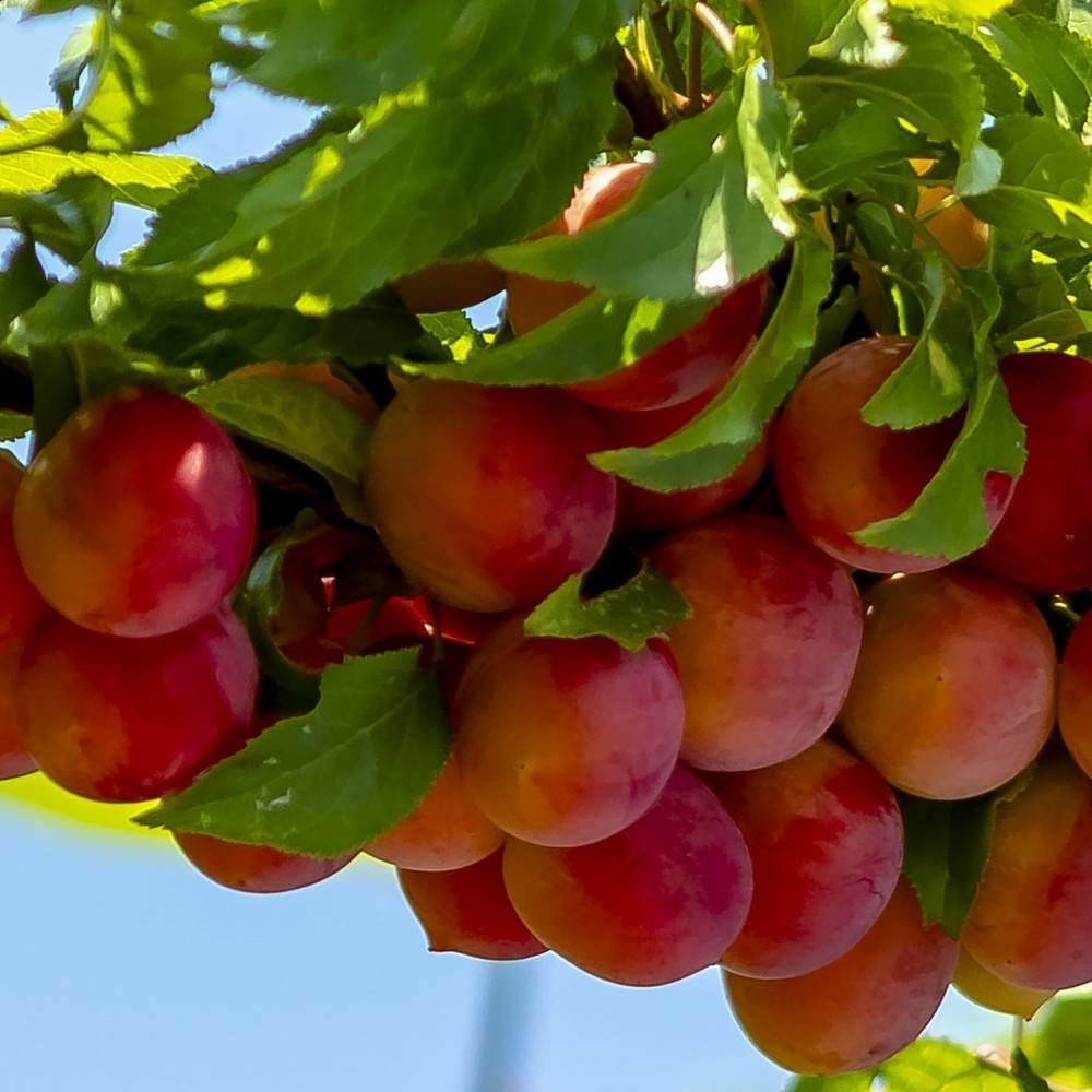 Pluot pink candy® pot de 12l - gobelet 3 ans