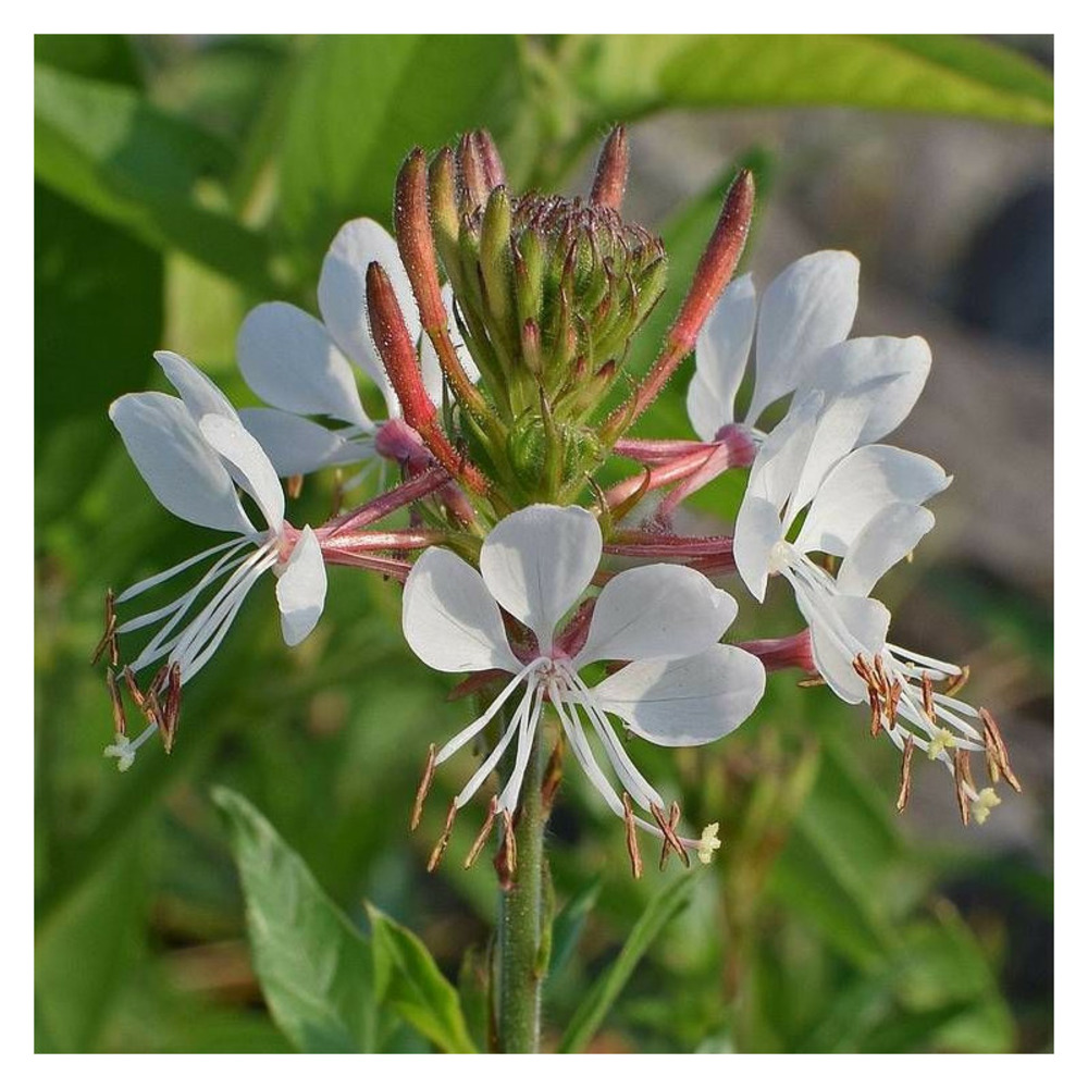 Gaura lindheimeri pot de 3l - 20/40 cm