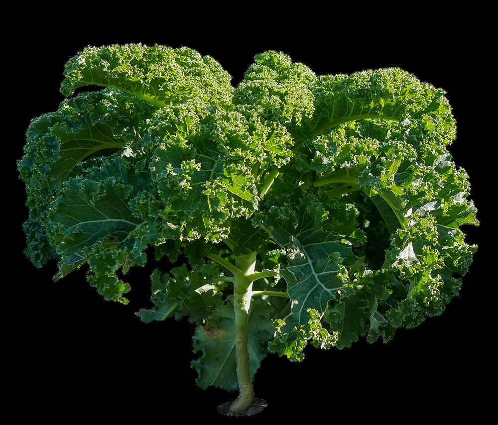 Sachet de graines de chou frisé vert 1/2 nain - sachet de 3 grammes - petite entreprise française