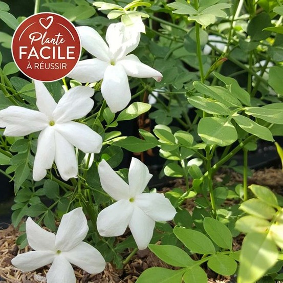 Jasmin de grasse - jasminum grandiflorum 3l - 60/90cm