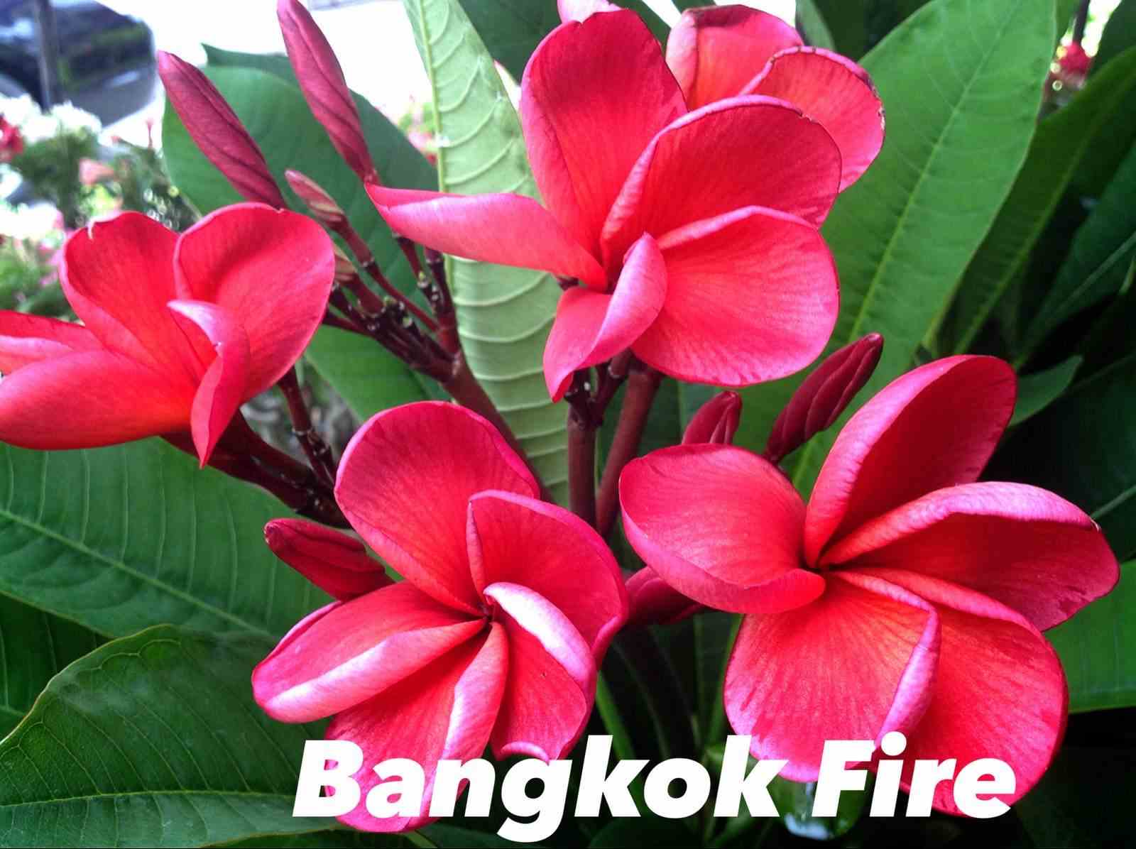 Plumeria rubra "bangkok fire" (frangipanier)   rouge - taille pot de 2 litres ? 20/30 cm