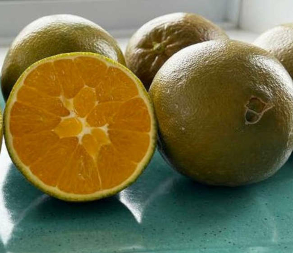 Citrus sinensis var. Navel chocolate (oranger fruit couleur chocolat très sucré) pot de 9 litres -140/160 cm