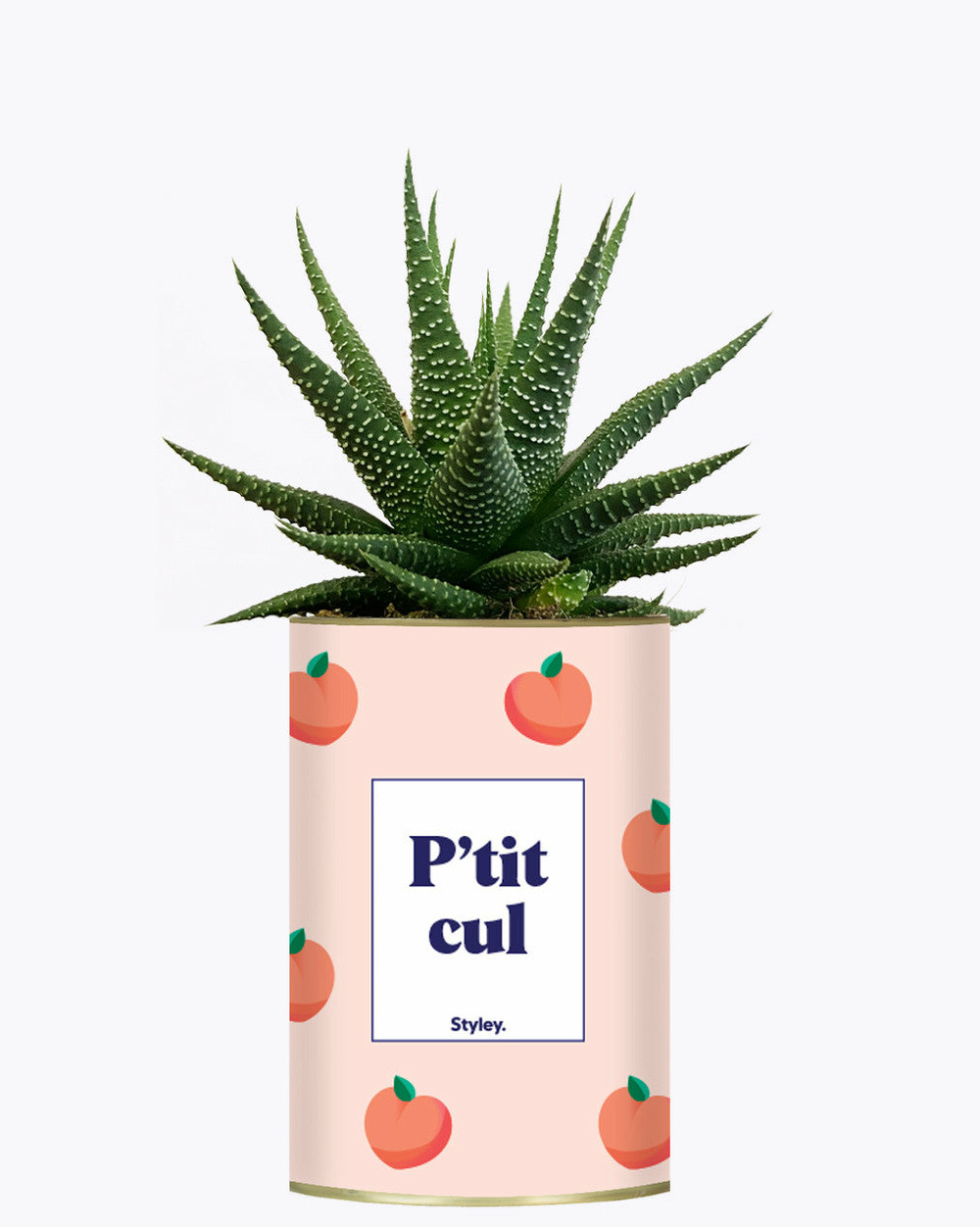 Plante personnalisée - p'tit cul - cactus