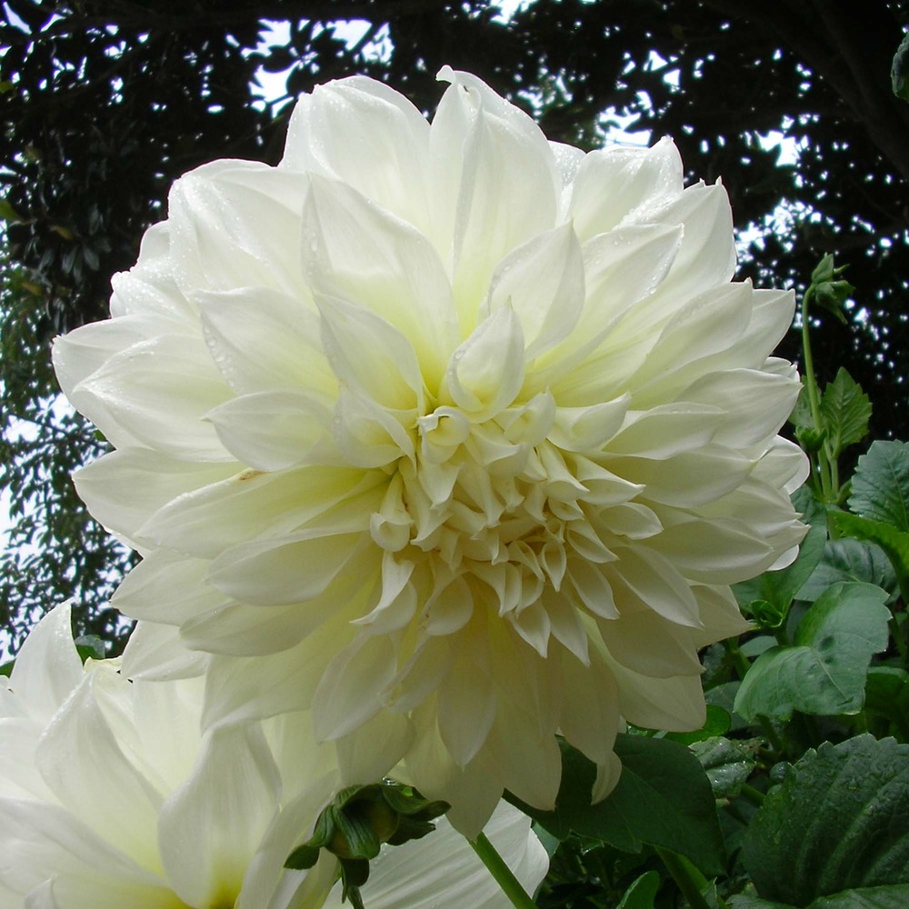 Dahlia gpe géant décoratif 'fleurel' bulbe calibre i