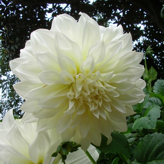 Dahlia gpe géant décoratif 'fleurel' bulbe calibre i