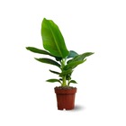 Bananier musa - plante d'intérieur & extérieur - ↕ 30-40 cm - ⌀ 12 cm - purificateur d'air