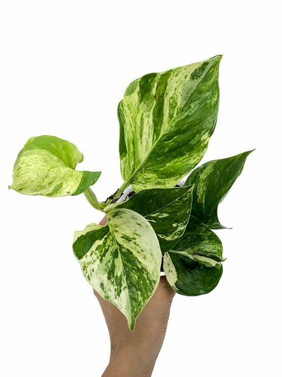 Epipremnum manjula - pot de 9cm