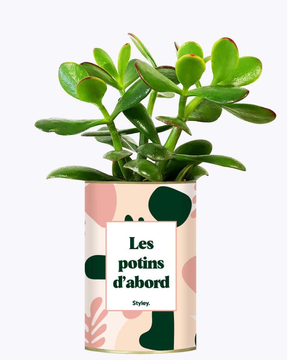 Plante drôle - les potins d'abord - cactus