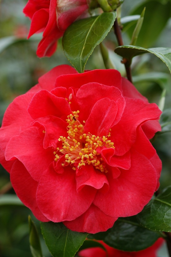 Camélia 'crimson glory' - en pot de 1 litre