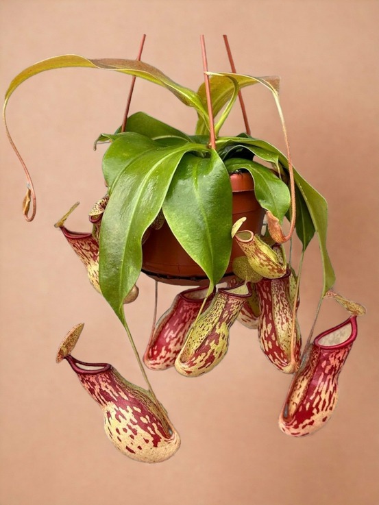 Nepenthes monkey jars gaya plante carnivore