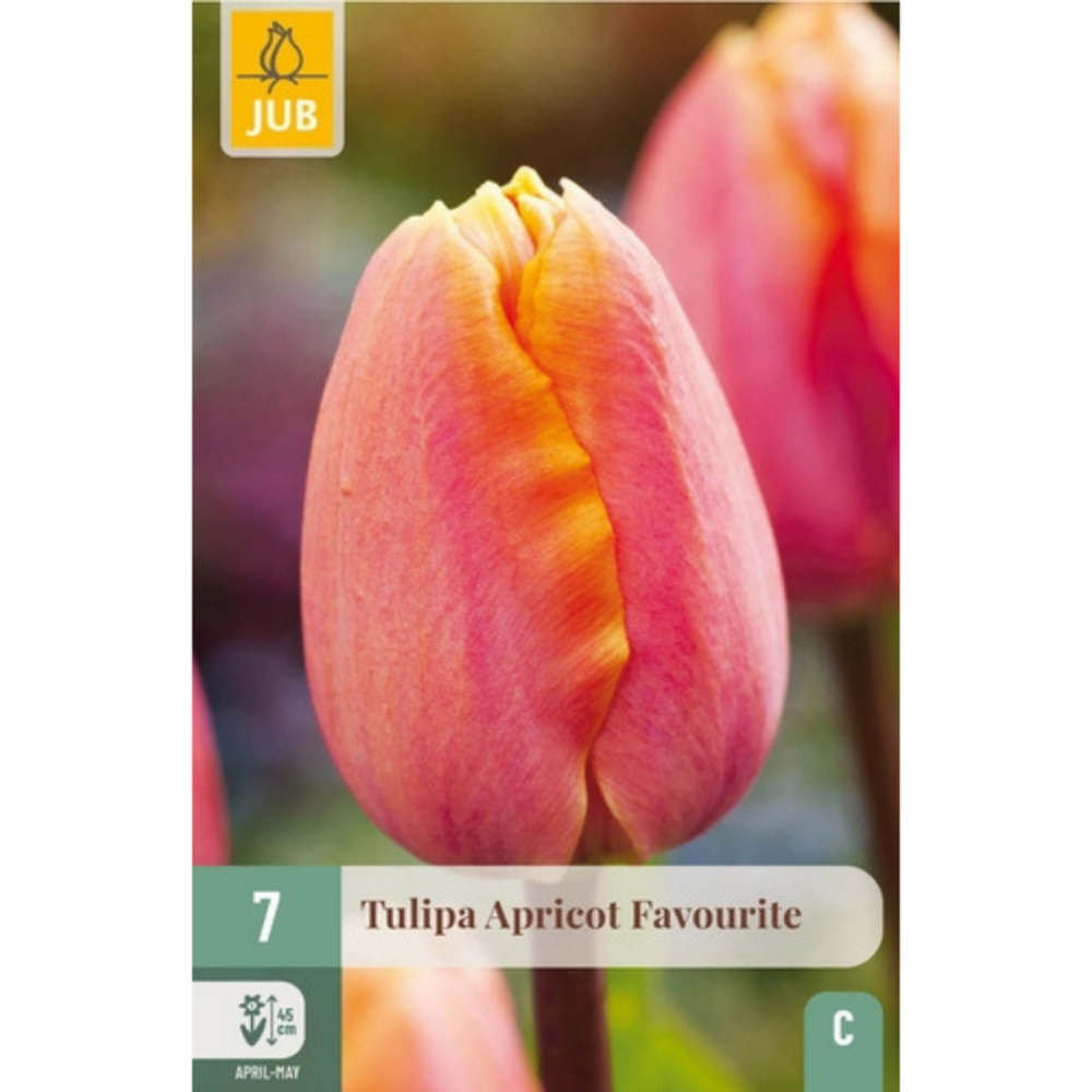 Tulipe rouge variété apricot favourite x7