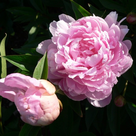 Pivoine de chine 'sarah bernhardt' pot de 3l/4l