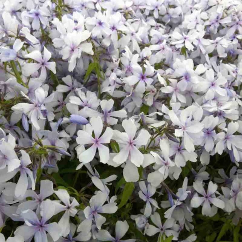 Phlox divariqué 'dirigo ice' godet de 8/9 cm