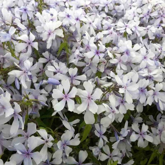 Phlox divariqué 'dirigo ice' godet de 8/9 cm