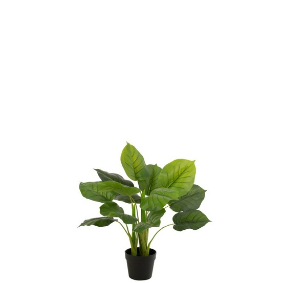 Pothos en pot en plastique vert 50x50x70 cm